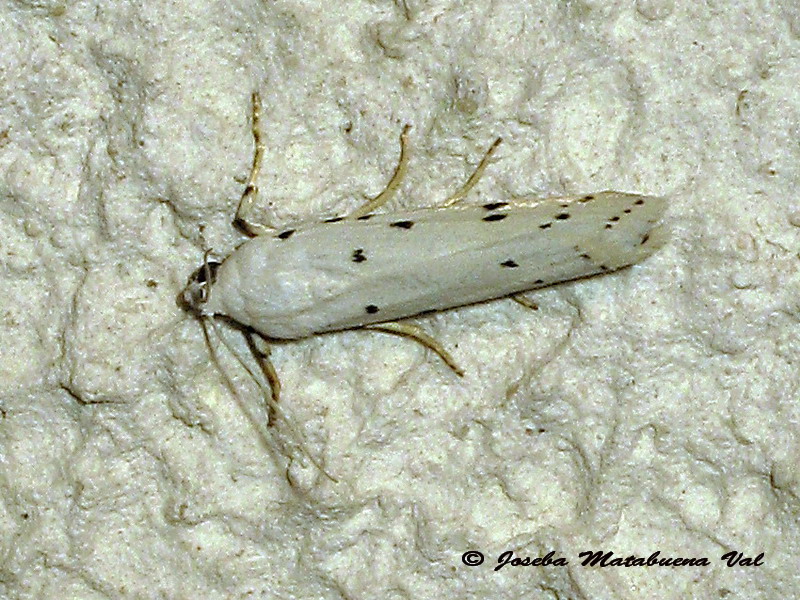 micro 5 - Myelois circumvoluta, Pyralidae